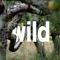 wild wines / boars back